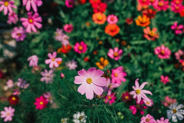 Foto vista en ángulo alto de las plantas con flores rosas