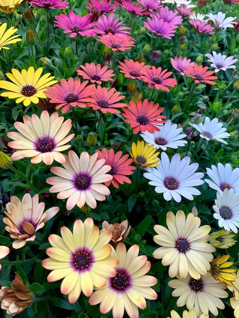 Vista en ángulo alto de las plantas con flores