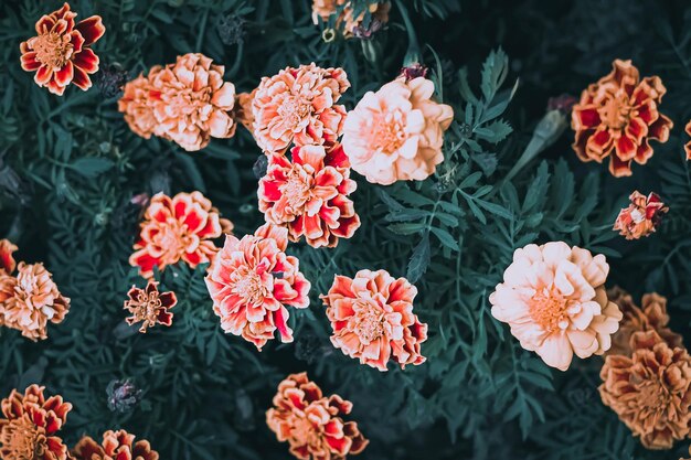 Foto vista en ángulo alto de las plantas con flores