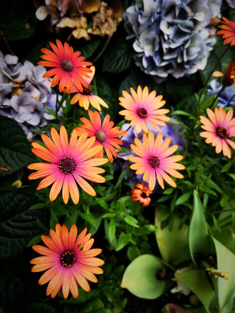 Foto vista en ángulo alto de las plantas con flores