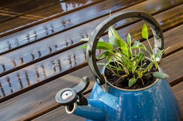 Foto vista en ángulo alto de las plantas en maceta