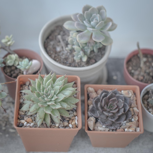 Vista en ángulo alto de las plantas en maceta