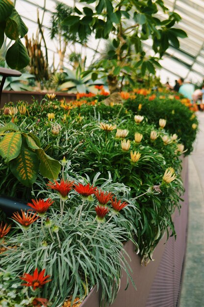 Vista en ángulo alto de las plantas en maceta