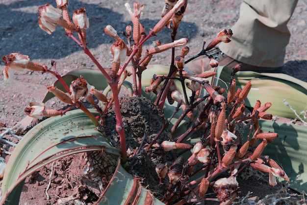 Foto vista en ángulo alto de las plantas marchitadas