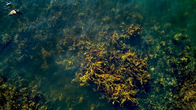 Foto vista en ángulo alto de las plantas oceánicas