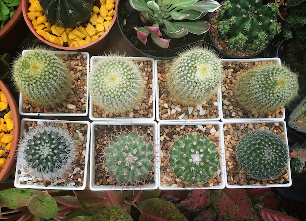 Foto vista en ángulo alto de las plantas suculentas