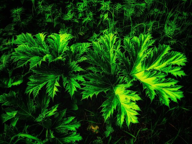 Foto vista de ángulo alto de plantas verdes frescas en el campo