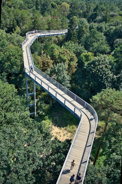 Vista de ángulo alto del puente en el bosque