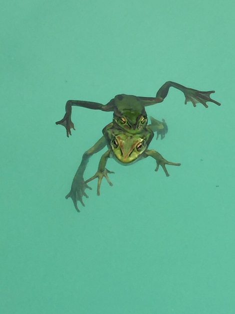 Vista de ángulo alto de ranas que se aparean en la piscina