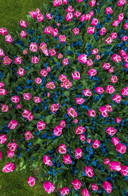 Foto vista en ángulo alto de las rosas rosas