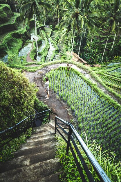 Vista de ángulo alto del sendero entre árboles y plantas