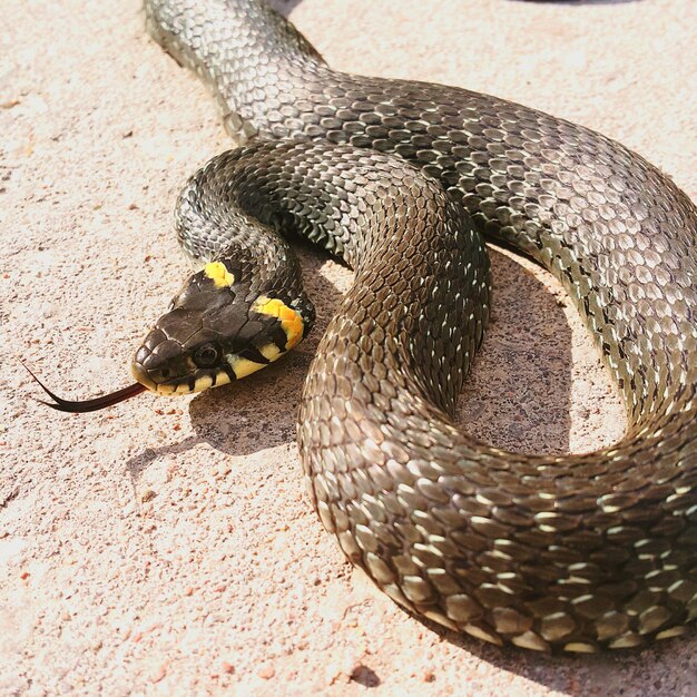 Foto vista de ángulo alto de la serpiente en el campo