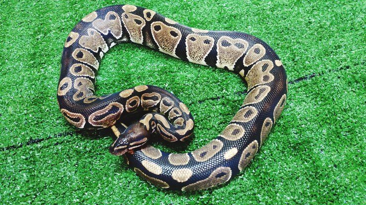 Foto vista de ángulo alto de la serpiente en la hoja verde