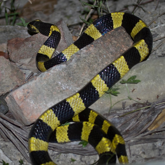 Foto vista de ángulo alto de la serpiente en la roca