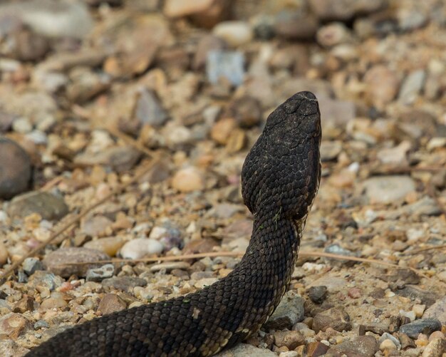 Foto vista de ángulo alto de la serpiente en el suelo