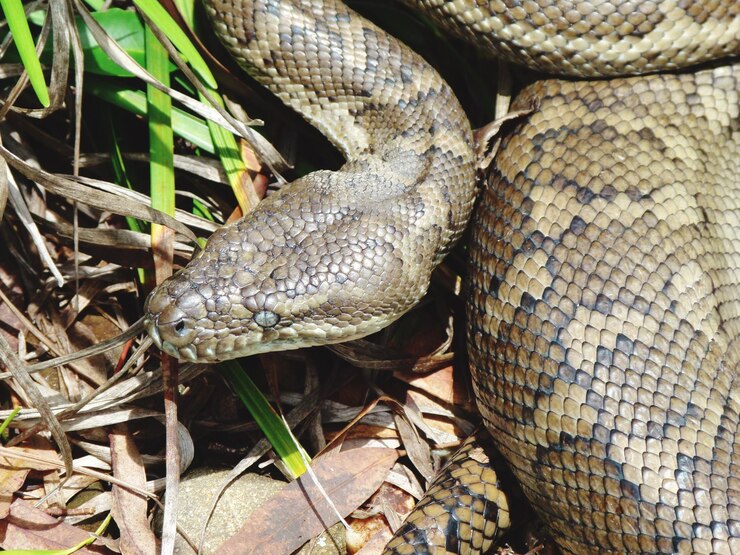 Foto vista de ángulo alto de la serpiente en el suelo