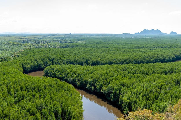 Vista de ángulo alto del sinuoso bosque de manglares