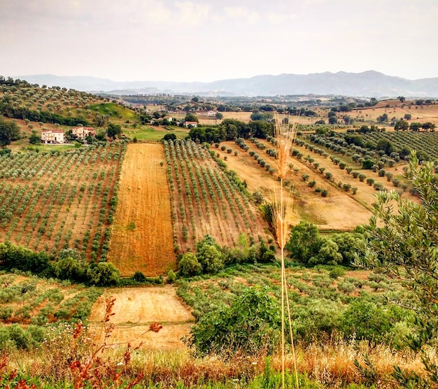 Vista desde un ángulo alto de las tierras de cultivo