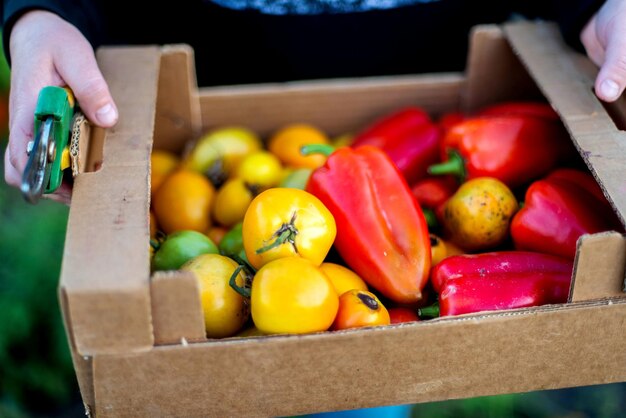 Foto vista de ángulo alto de los tomates en caja