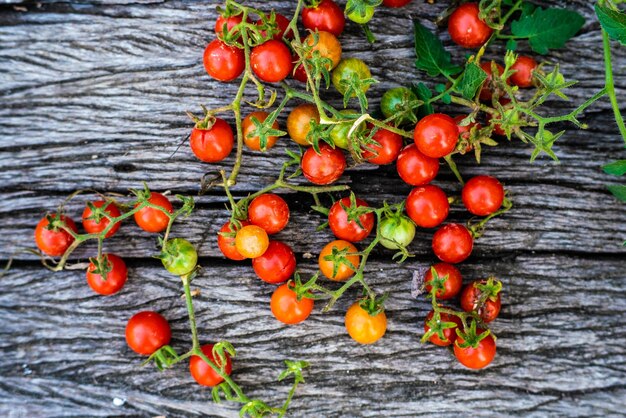 Foto vista de ángulo alto de los tomates que crecen en la planta