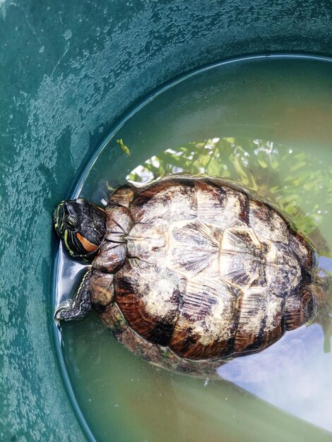 Foto vista de ángulo alto de la tortuga en el agua