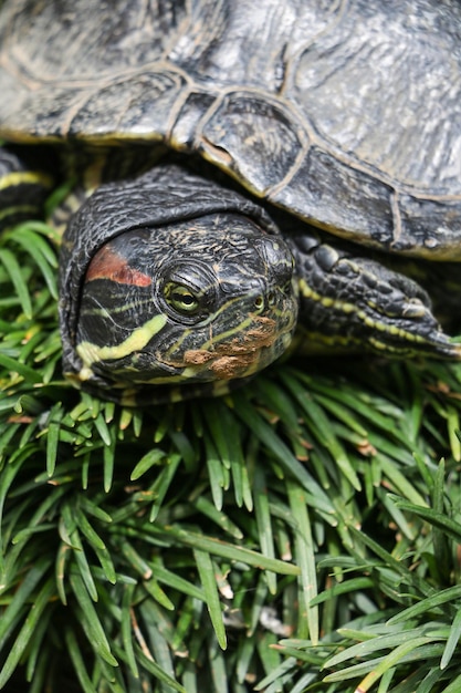 Foto vista de ángulo alto de la tortuga en el campo