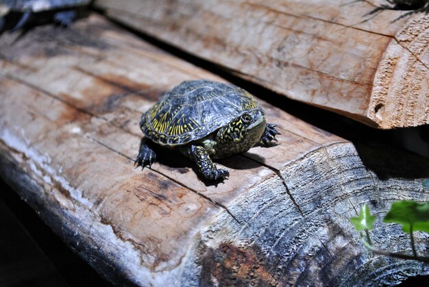 Foto vista de ángulo alto de la tortuga en la madera