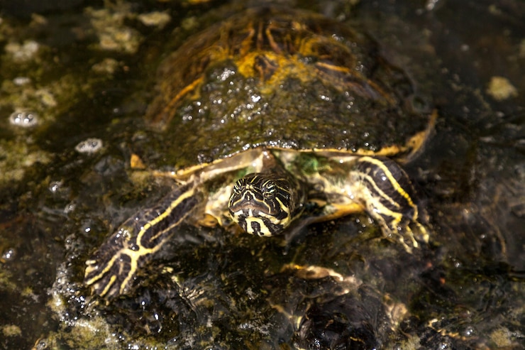 Foto vista de ángulo alto de la tortuga en el mar