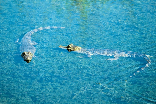 Foto vista de ángulo alto de la tortuga nadando en el agua jacare