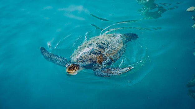Vista de ángulo alto de una tortuga nadando en el mar