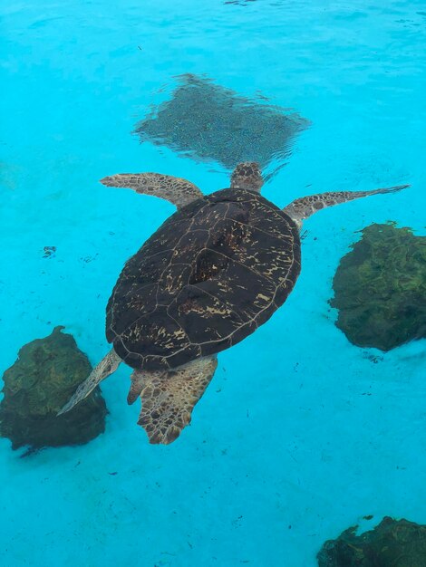 Foto vista de ángulo alto de una tortuga nadando en el mar