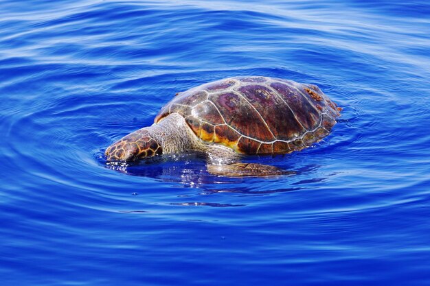 Foto vista de ángulo alto de una tortuga nadando en el mar