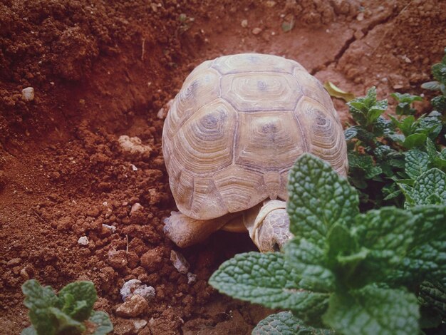 Foto vista en ángulo alto de la tortuga por las plantas