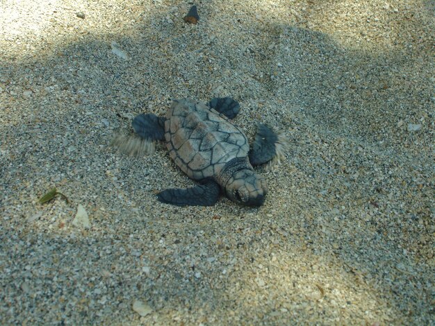 Foto vista de ángulo alto de la tortuga en la playa de arena