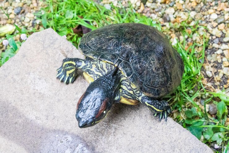Foto vista de ángulo alto de la tortuga en la roca