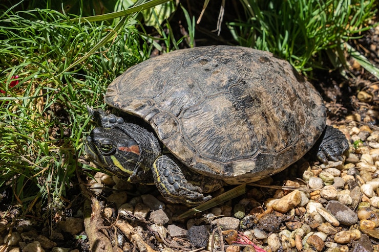 Foto vista de ángulo alto de la tortuga en la roca