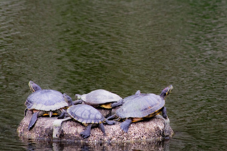 Foto vista de ángulo alto de las tortugas en la roca en el estanque