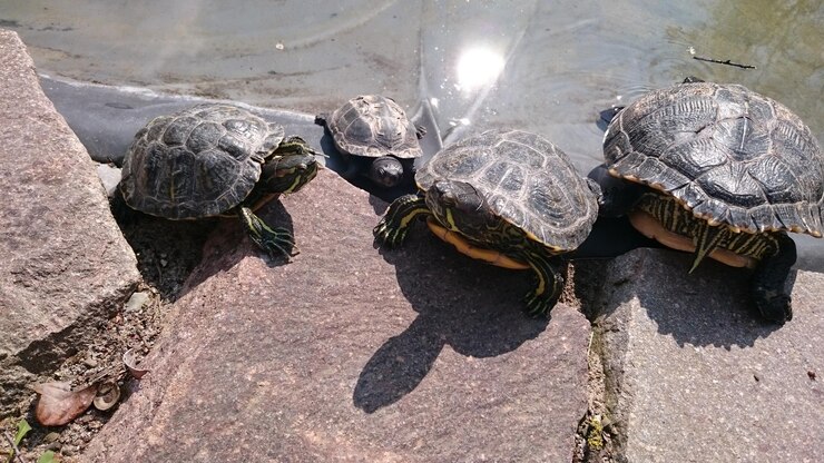 Foto vista de ángulo alto de las tortugas en la roca