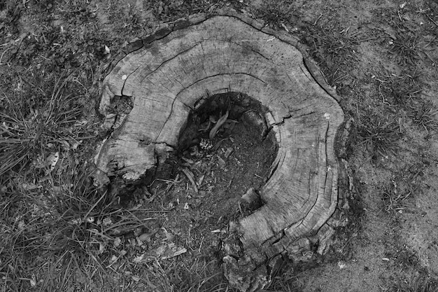 Foto vista de ángulo alto del tronco de un árbol en el bosque