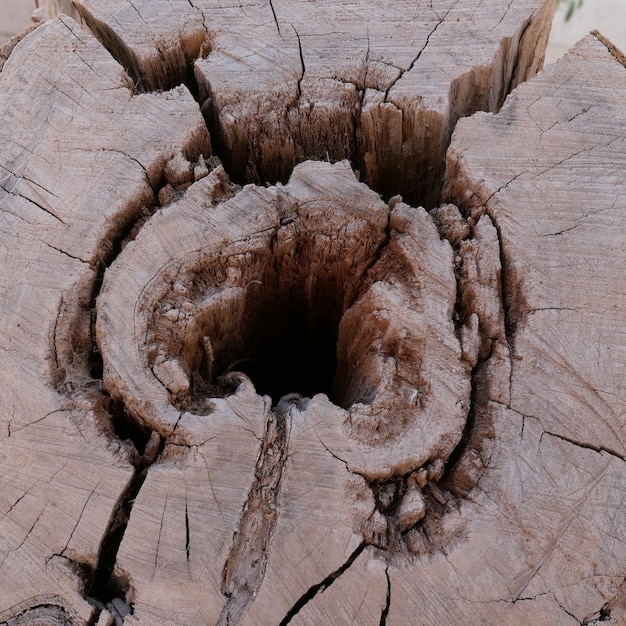 Foto vista de ángulo alto del tronco del árbol