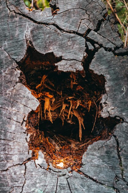 Foto vista de ángulo alto del tronco del árbol