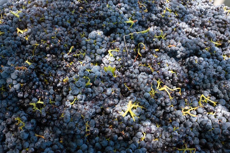 Foto vista de ángulo alto de las uvas listas para hacer vino