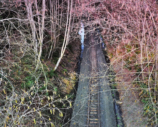 Foto vista de ángulo alto de vías ferroviarias abandonadas en medio de árboles
