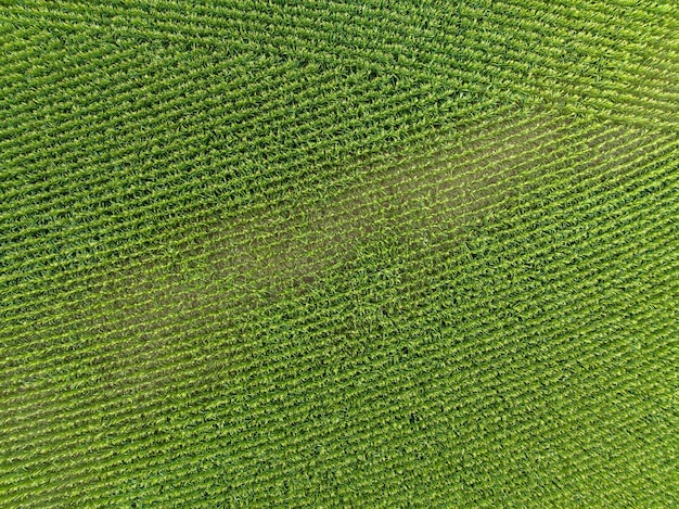 Foto vista de ángulo alto