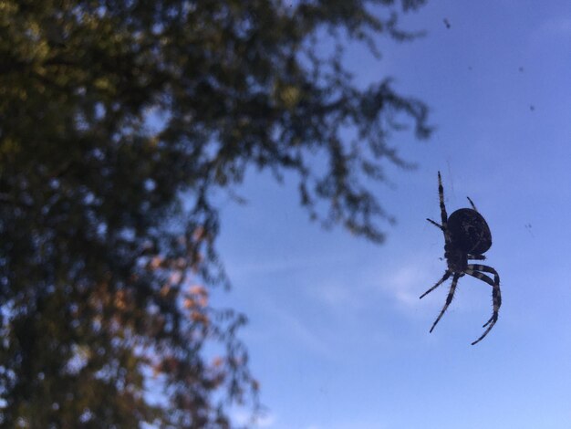 Foto vista de ángulo bajo de la araña en el árbol contra el cielo