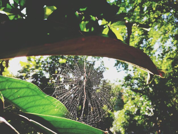 Vista de ángulo bajo de la araña en las plantas