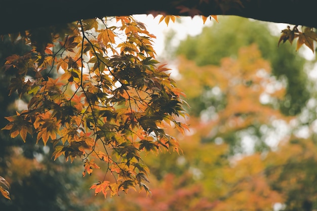 Vista de ángulo bajo del árbol de arce en otoño.