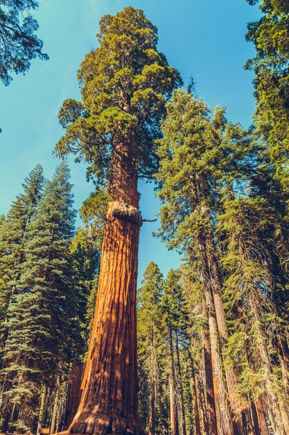 Foto vista de ángulo bajo de un árbol en el bosque contra el cielo