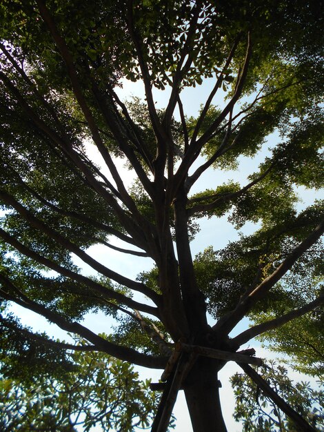 Foto vista de ángulo bajo de un árbol en el bosque