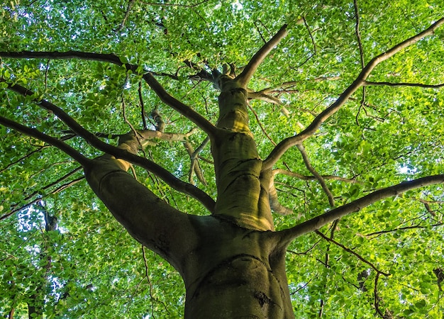 Foto vista de ángulo bajo de un árbol en el bosque